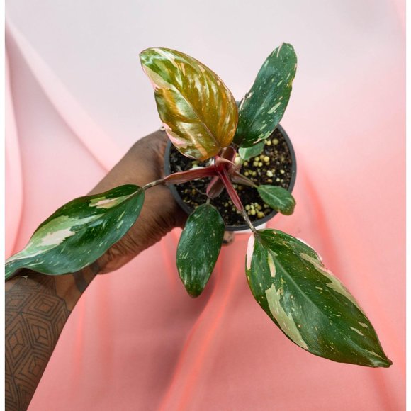 Pink Princess Philodendron 4" US Seller | RARE Pot - Picture 4 of 5